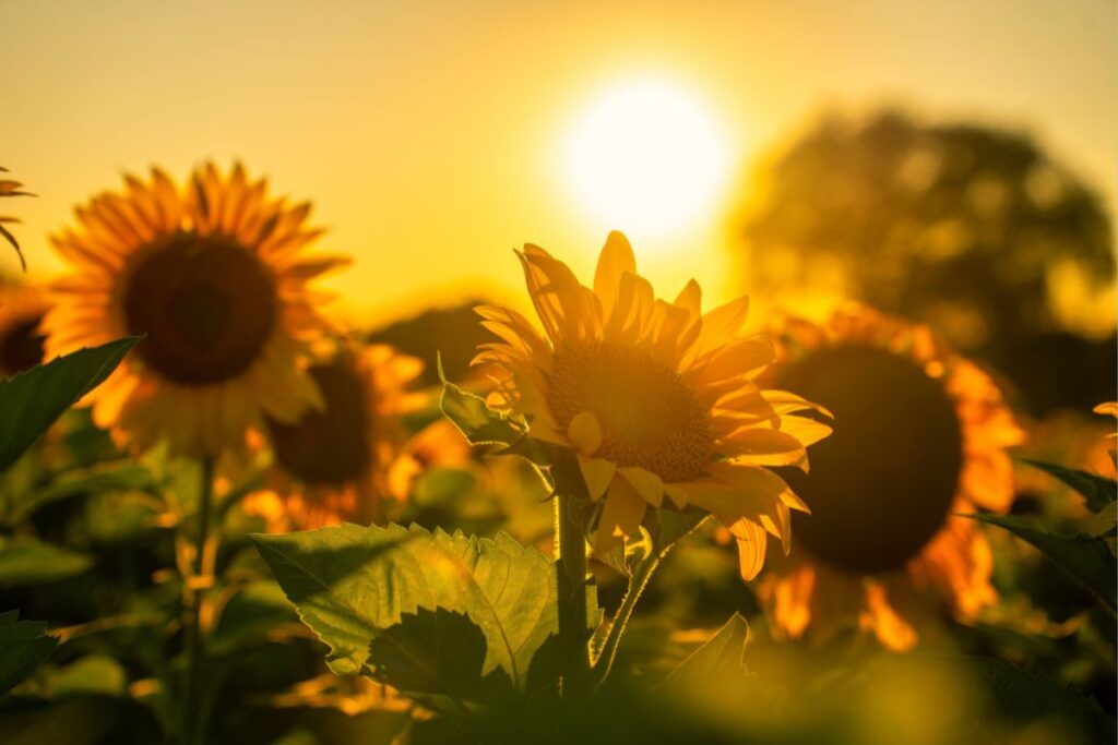 CBD and Summer Self-Care: Creating a Wellness Routine for Longer Days